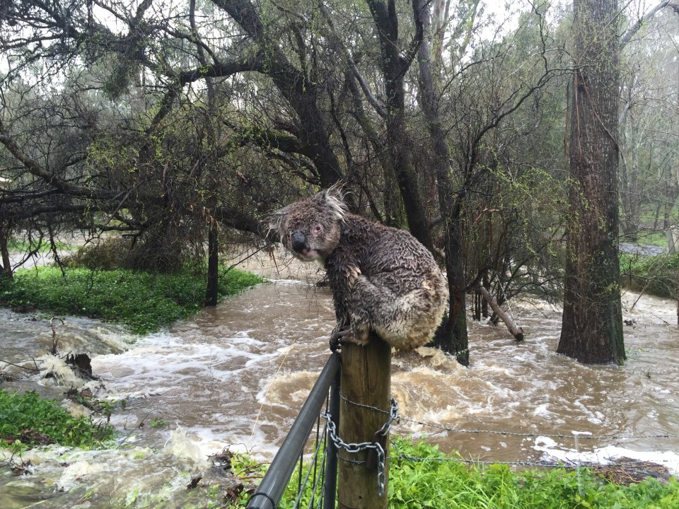  In reality, wet koalas do not look scary at all