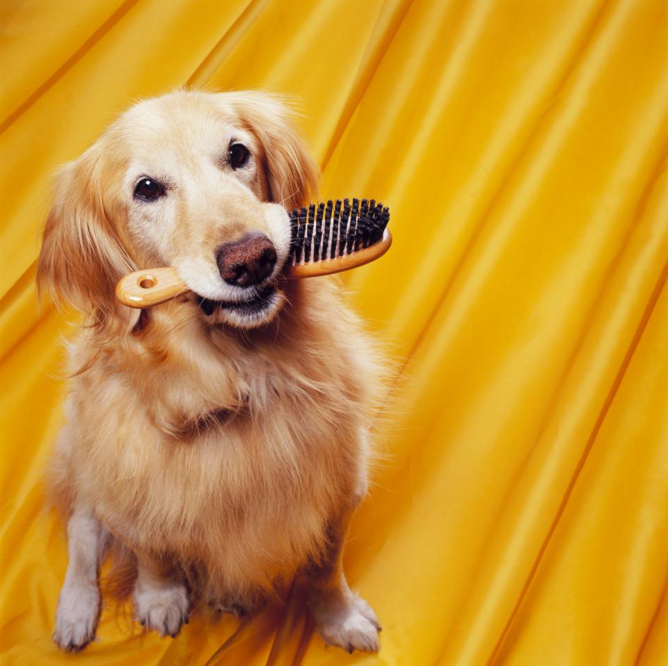  Humans have a surprising ability to understand what dogs are 'saying' when they bark