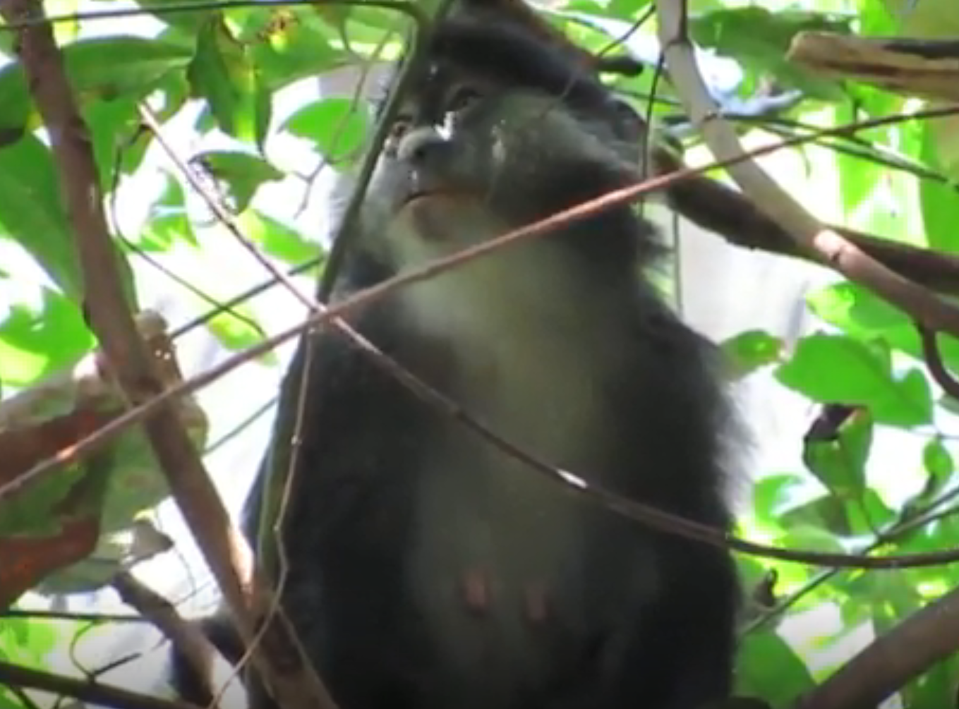  15 per cent of monkeys in Tanzania's Gombe National Park are thought to be hybrids
