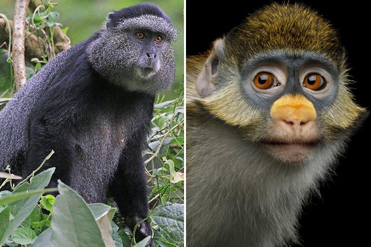  A blue guenon monkey, left, has different features from a red-tailed guenon, right.