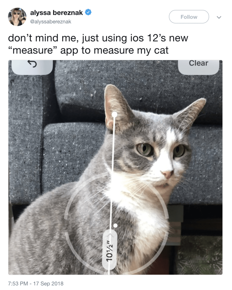  The iPhone's new Measure app is being used to snap cute kitties – and track their height in the process