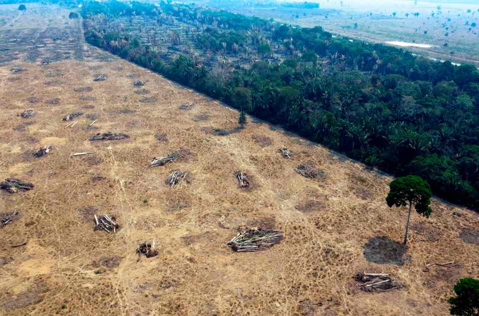 Earth has lost roughly a third of its forests since the birth of human civilisations