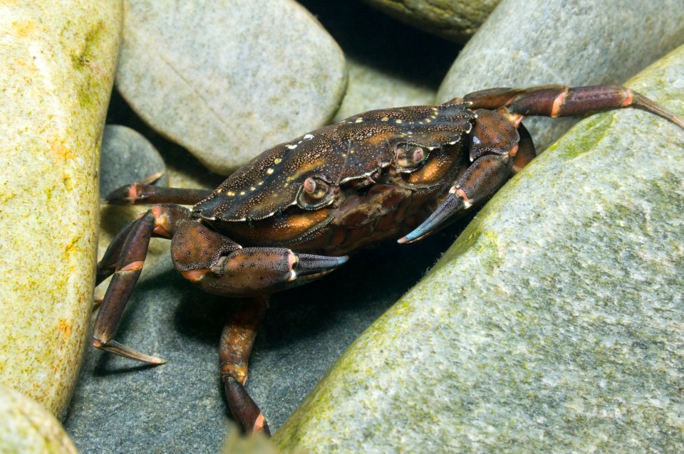 British shore crabs are at risk from their aggressive Japanese rivals