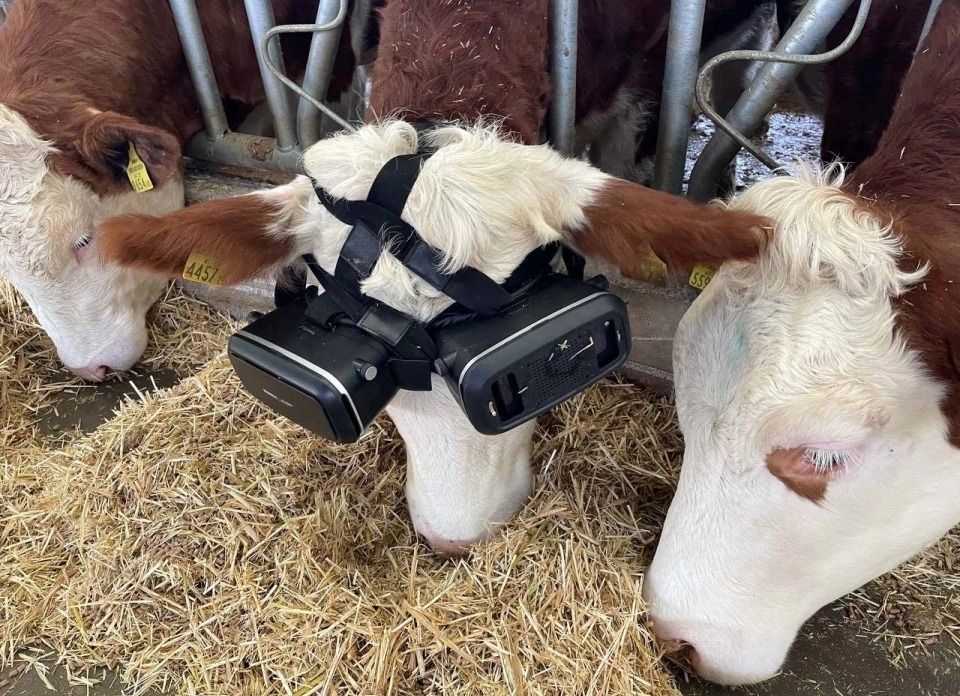 Cows cooped up for the winter are being fitted with virtual reality goggles — so they think they are outside in a summer field