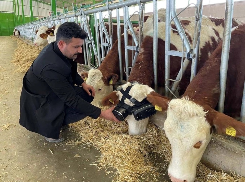 The headsets were developed with vets and first tested on a farm in Moscow. Cattle breeder Izzet Kocak has now put them on two cows in Aksaray, Turkey