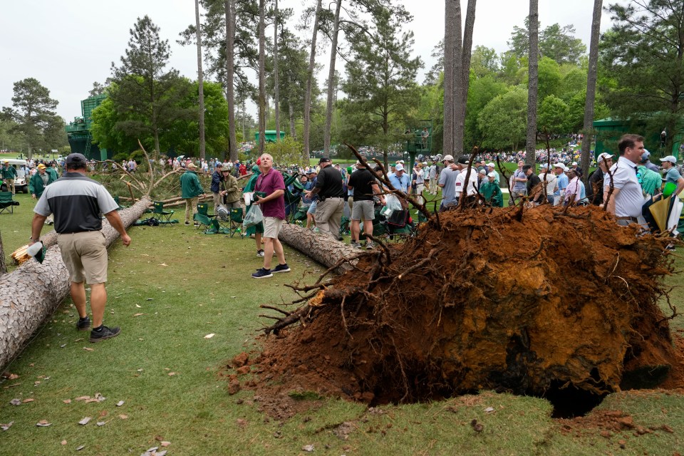 A huge tree fell into the crowd and appeared to pull two others down with it
