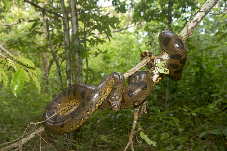 Donald was bitten by a deadly 7ft boa constrictor whilst at university