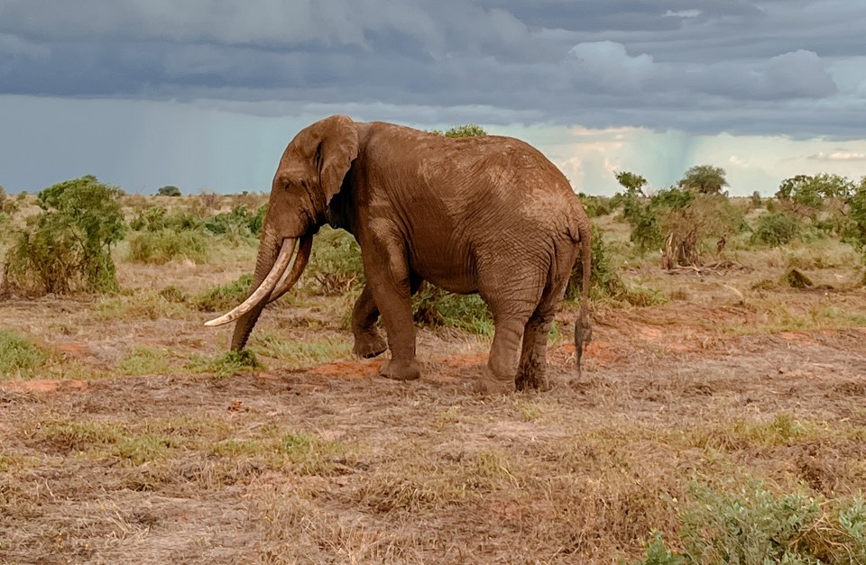 You can see some amazing animals - but don't expect good pictures with just your iPhone