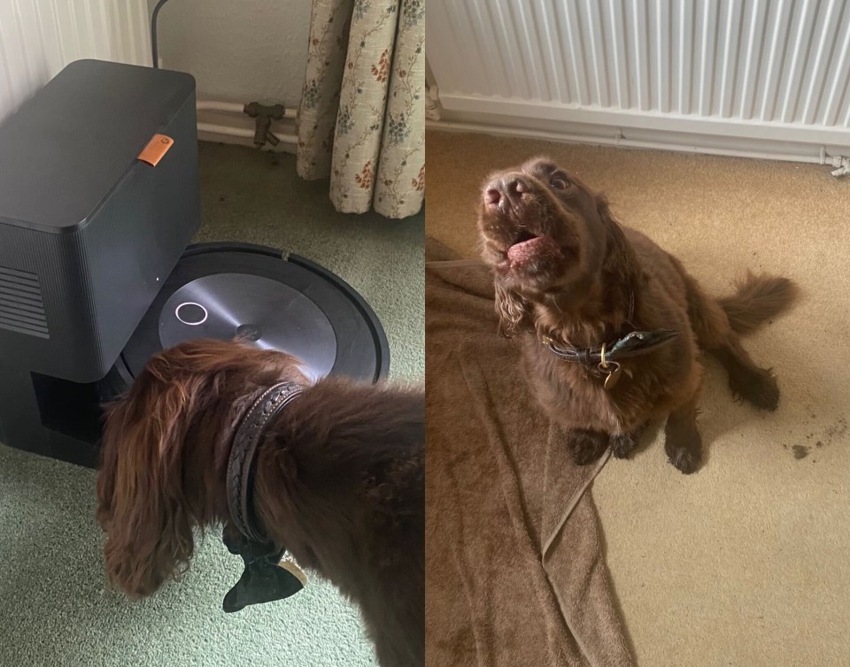 robot-vacuum-pets
