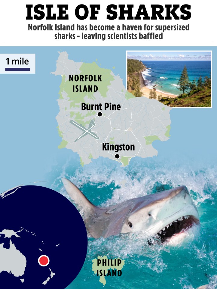 isle of sharks norfolk island has become a haven for supersized sharks leaving scientists baffled