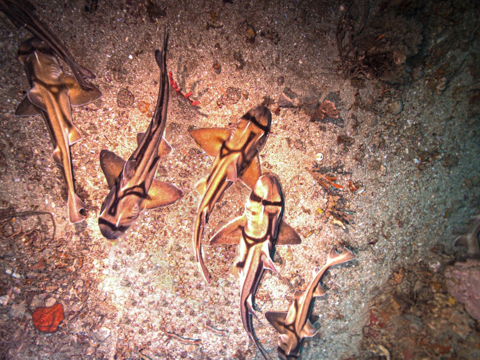 a group of sharks are swimming in the sand