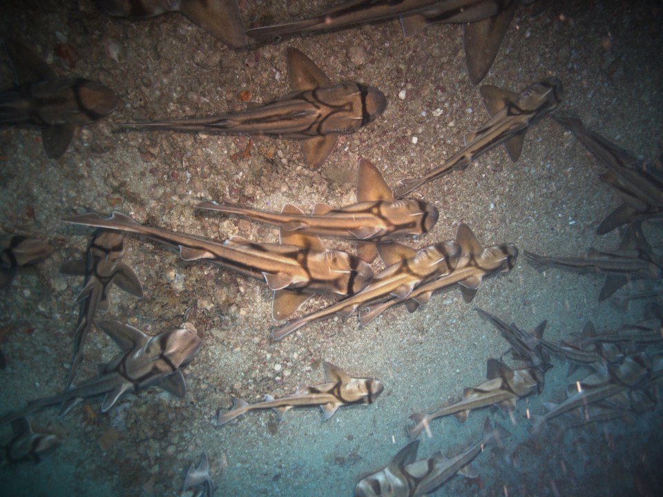 a group of sharks are swimming in the water