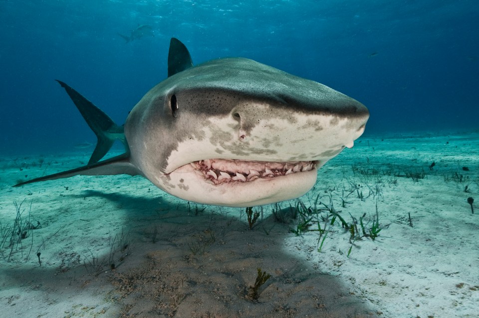 a shark swimming in the ocean with its mouth open