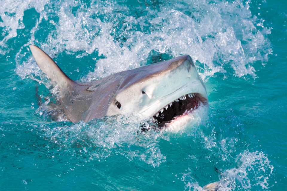 a shark is swimming in the ocean with its mouth open