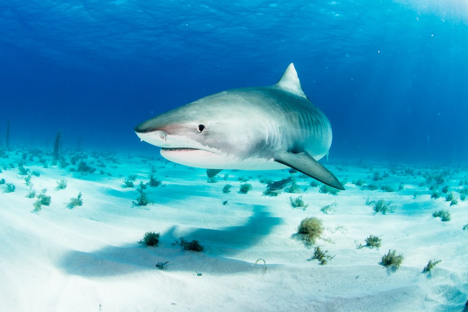 a shark is swimming in the ocean and looking at the camera