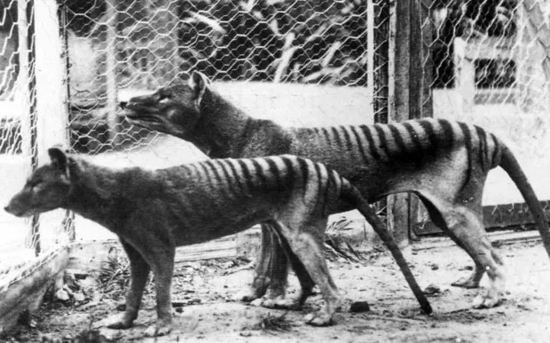 two tigers are standing next to each other in a cage .