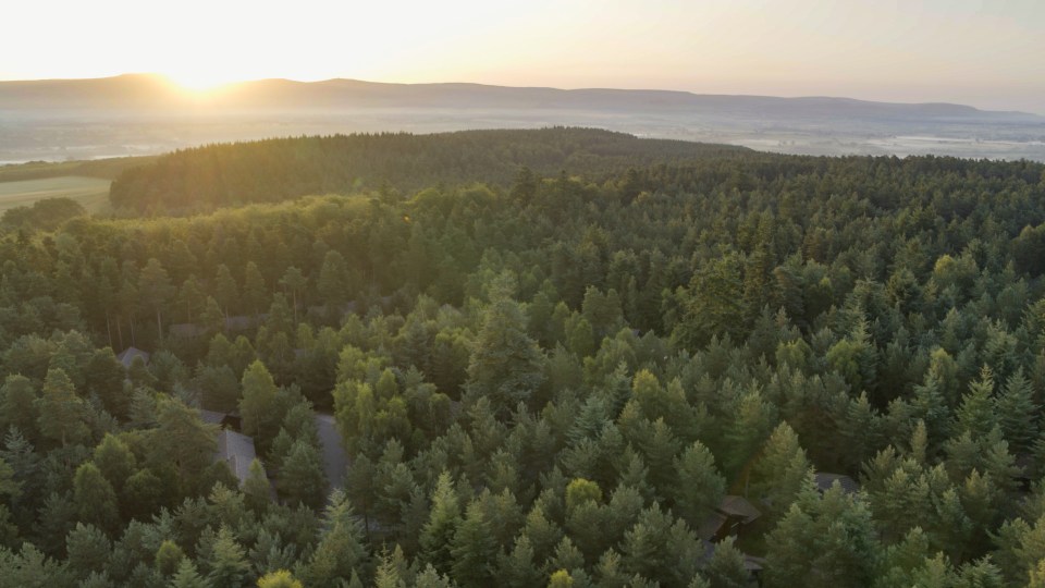 an aerial view of a forest with the sun shining through the trees