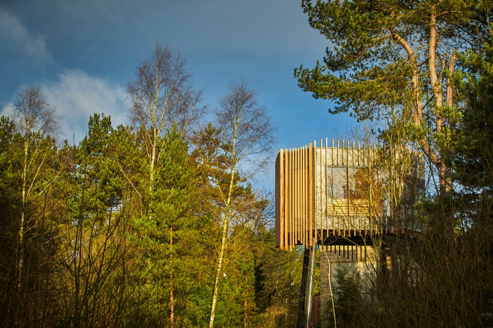 a wooden structure in the middle of a forest