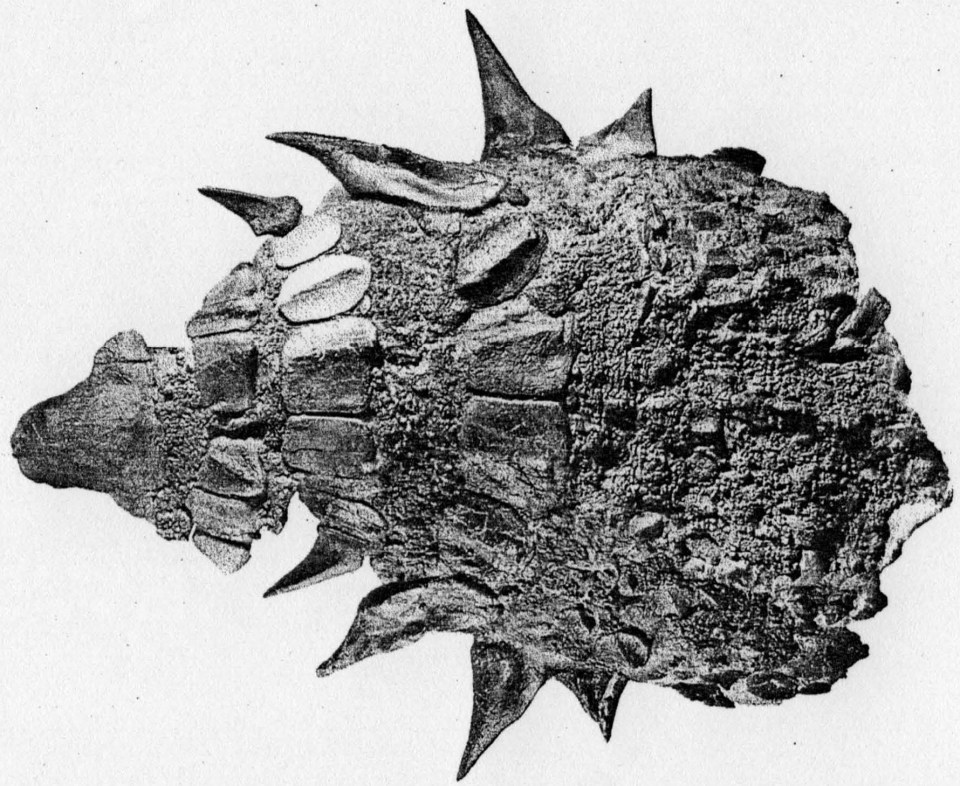 a black and white photo of a rock with spikes on it
