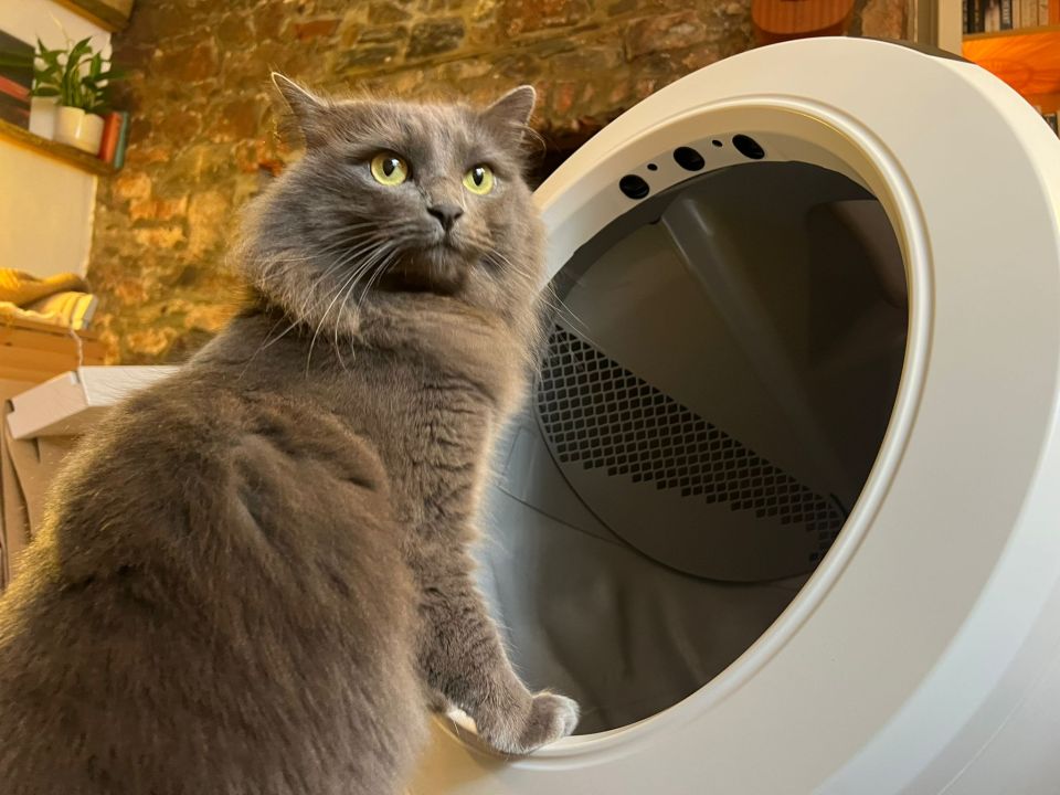 Gray cat looking at self-cleaning litter box.