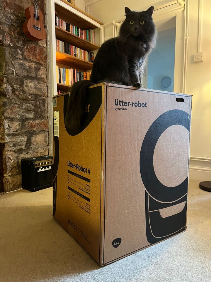 A grey cat sitting on a Litter-Robot 4 box.