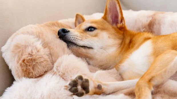 Dog relaxing in a fluffy pet bed.
