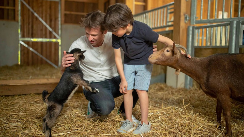 A man and a child interacting with goats in a barn.