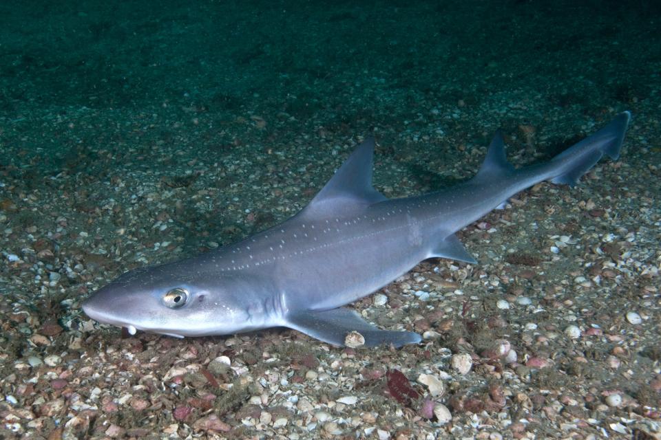 Starry smooth-hound shark on the ocean floor.