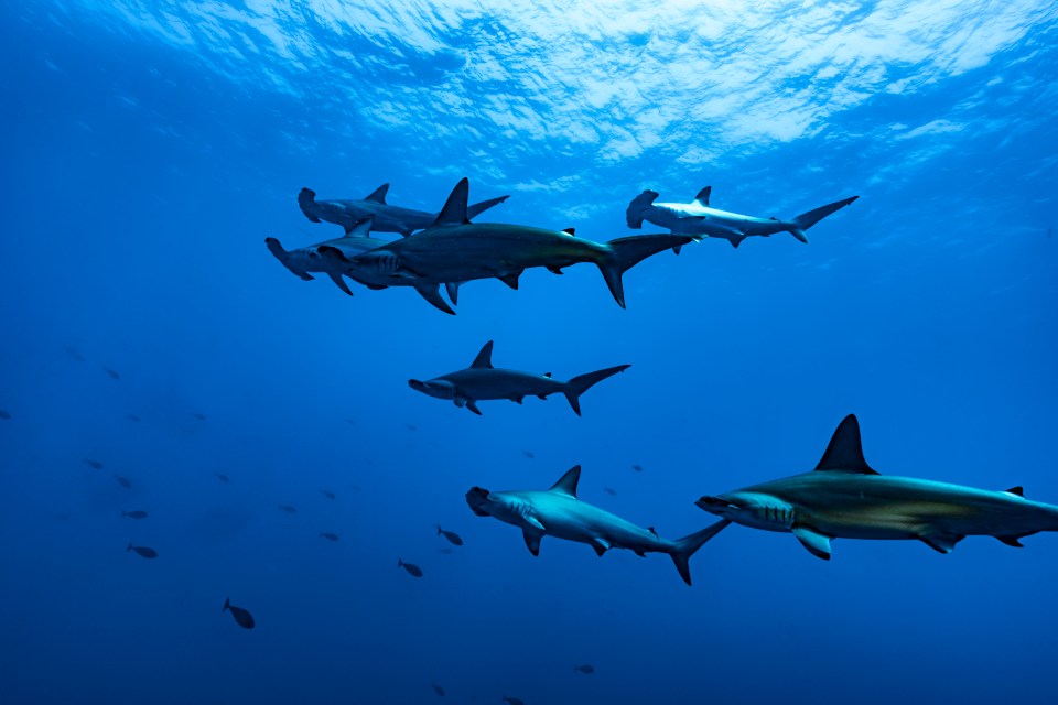 School of hammerhead sharks swimming near Daedalus Island, Egypt.