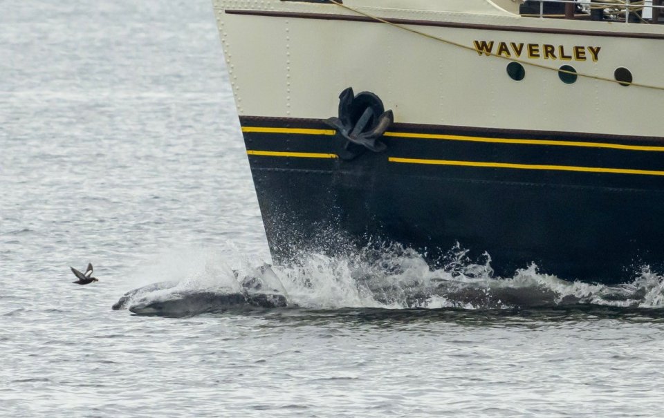 Dolphins leaping near the Waverley boat.