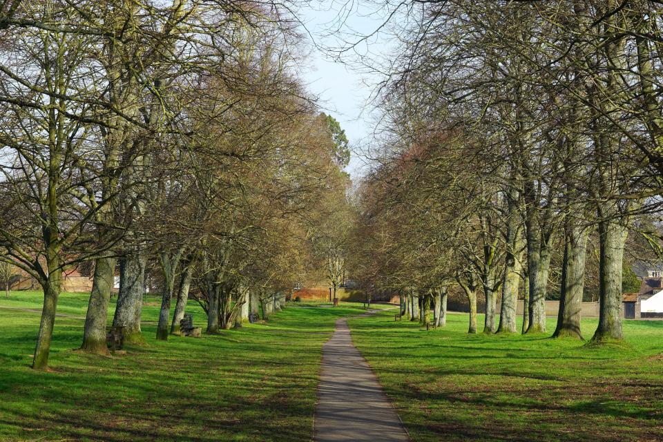 Path through a park lined with leafless trees.