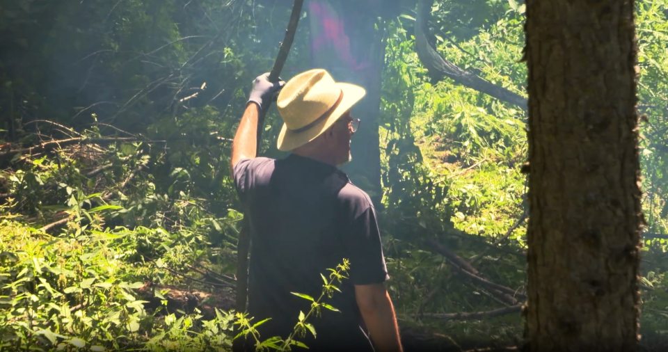 Man clearing brush in a forest.