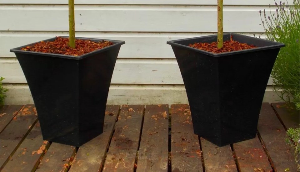 Two black planters with trees and mulch.