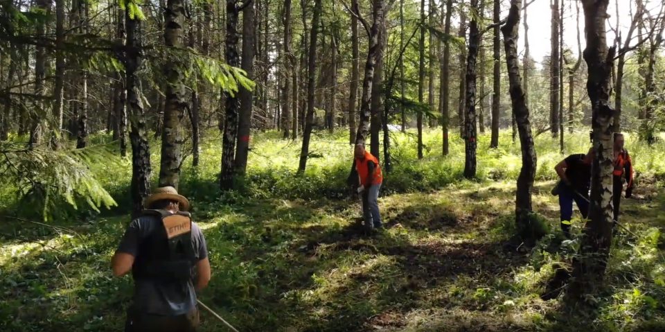 People clearing brush in a forest.