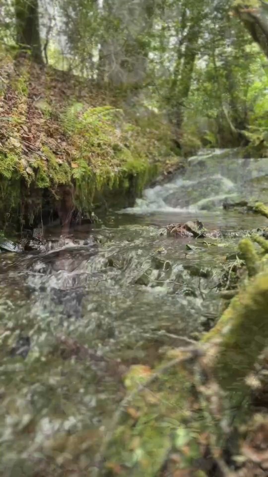Stream flowing through a wooded area.