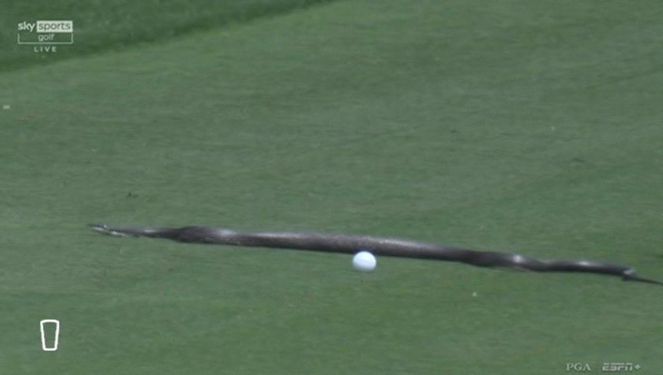 Snake on a golf course near a golf ball.