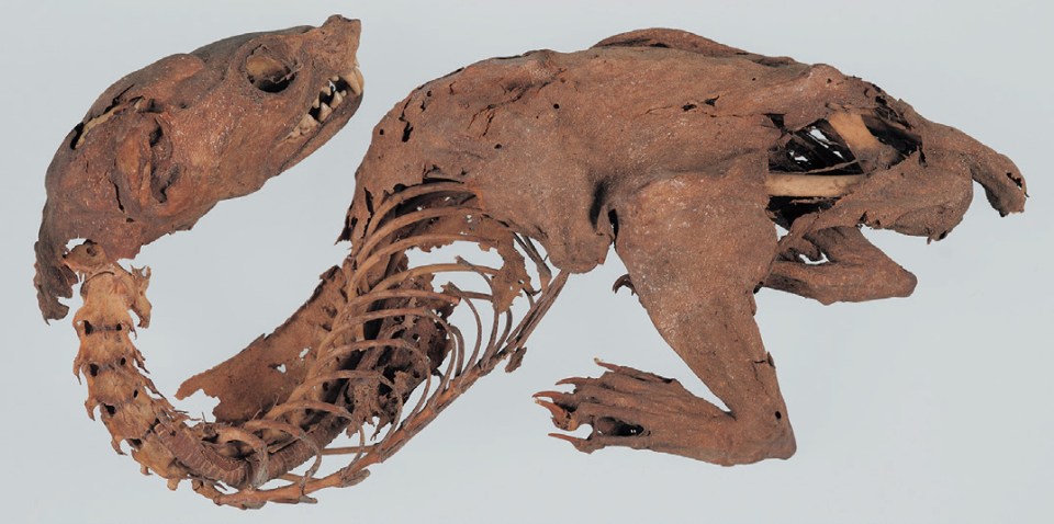 Mummified remains of a "rainbow dragon" from the Shosoin Treasure House.