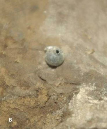 Close-up of a small, round, gray object with a hole in it, found in earth.