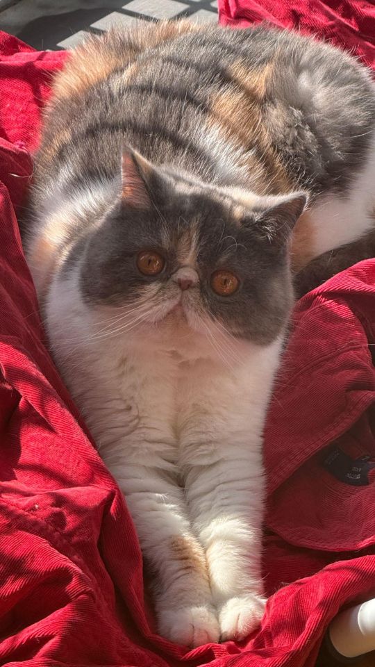 Calico Exotic Shorthair cat relaxing on a red blanket.